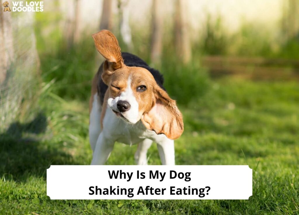 why-is-my-dog-shaking-after-eating-common-causes-and-treatments-2024