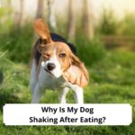 Why-Is-My-Dog-Shaking-After-Eating-template