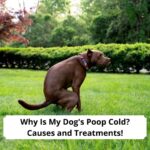 Why-Is-My-Dogs-Poop-Cold-Causes-and-Treatments-template