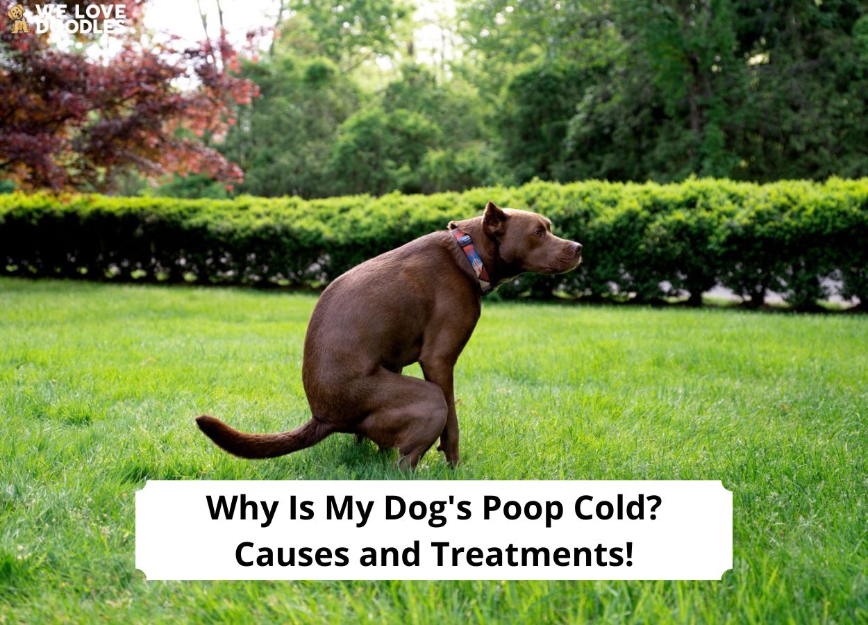 Why Is My Dog's Poop Cold? Causes and Treatments! (2024) We Love Doodles