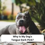 Why-Is-My-Dogs-Tongue-Dark-Pink-template
