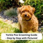 Yorkie-Poo-Grooming-Guide-Step-by-Step-with-Pictures-template