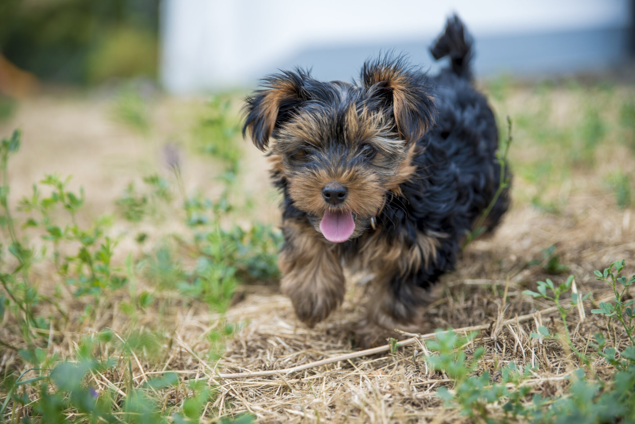 Yorkie Adoption Near Me, Find Your Perfect Companion Today!