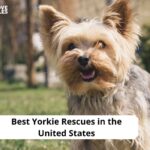 Yorkie Rescues