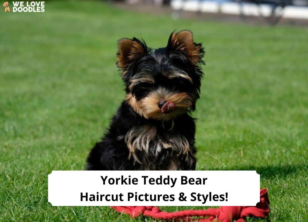 Yorkie-Teddy-Bear-Haircut-Pictures-Styles-template