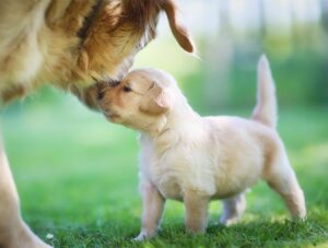 You Need to Pay Close Attention to Your Puppy (FreePuppiesArizona)