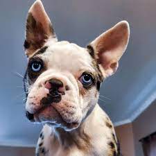 Zan’s Frenchtons (FrenchtonUSA)