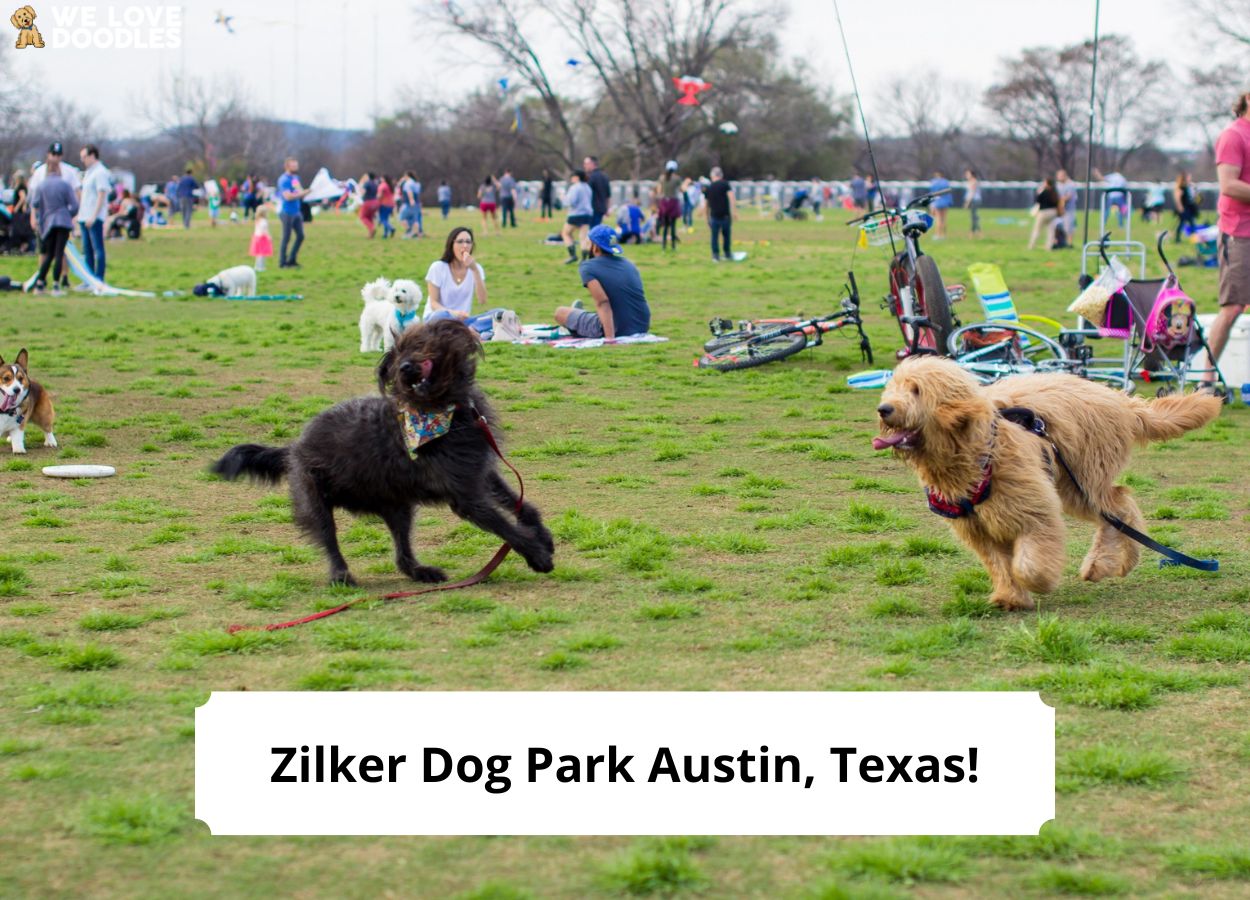 Zilker Dog Park in Austin, Texas What You Need to Know! (2024) We