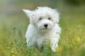 Cotons Canada - Coton De Tulear breeders Ontario Canada