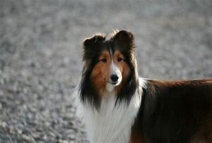 1.    R&H Shelties