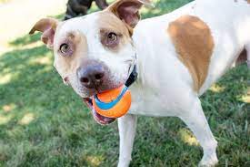 1.  Swift Run Dog Park (AnnArborDogPark)
