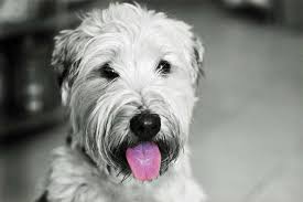 10 Best Haircuts For Wheaten Terriers