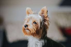 10. Topknot Haircut