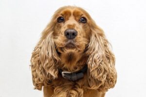 12 Best Cocker Spaniel Haircut Ideas!