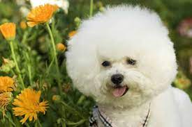 14 Best Bichon Frise Haircut Ideas