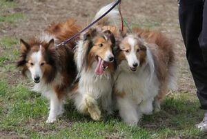 2.   Nikkilens Shelties