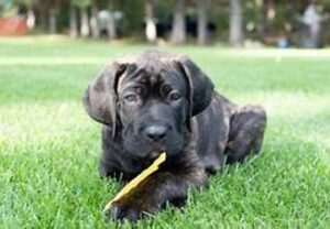 Prairie creek cane store corso