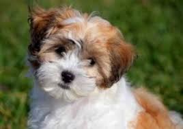 2. Puppy Haircut