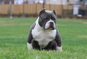 Micro Bully Puppies for Sale - Top 4 Breeders! - We Love Doodles