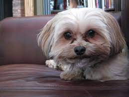 3. Schnauzer Trim