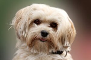 4) Paradise Kennel (New Brunswick) (HavaneseNovaScotia)