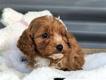 The 5 Best Cavoodle Breeders in NSW! (2024) - We Love Doodles