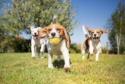 4.  Paw Run Recreational Area (AnnArborDogPark)