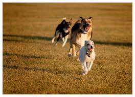 5.  Canton Dog Park