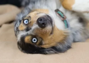 Diva-Pets 