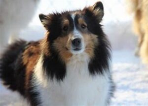 Northumberland shelties store