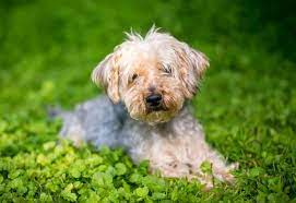6. Kennel Haircut
