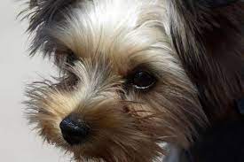 7. Poodle Haircut