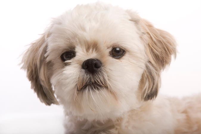 8 Best Shih Tzu Haircut Face Styles + How to Groom Their Face! (2024 ...