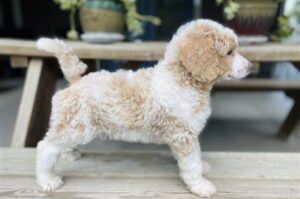 About Baxter and Bella