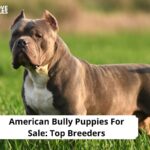 American Bully Puppies For Sale