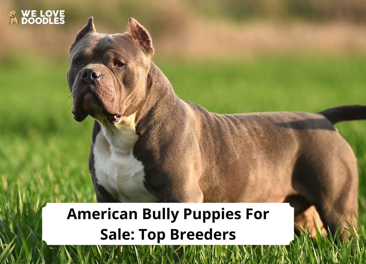 Classic American Bully puppies born 10/2/2023 ready for their new home -  general community - craigslist