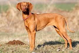 American Vizsla Care