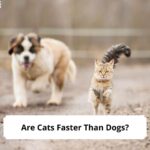 Are-Cats-Faster-Than-Dogs-template