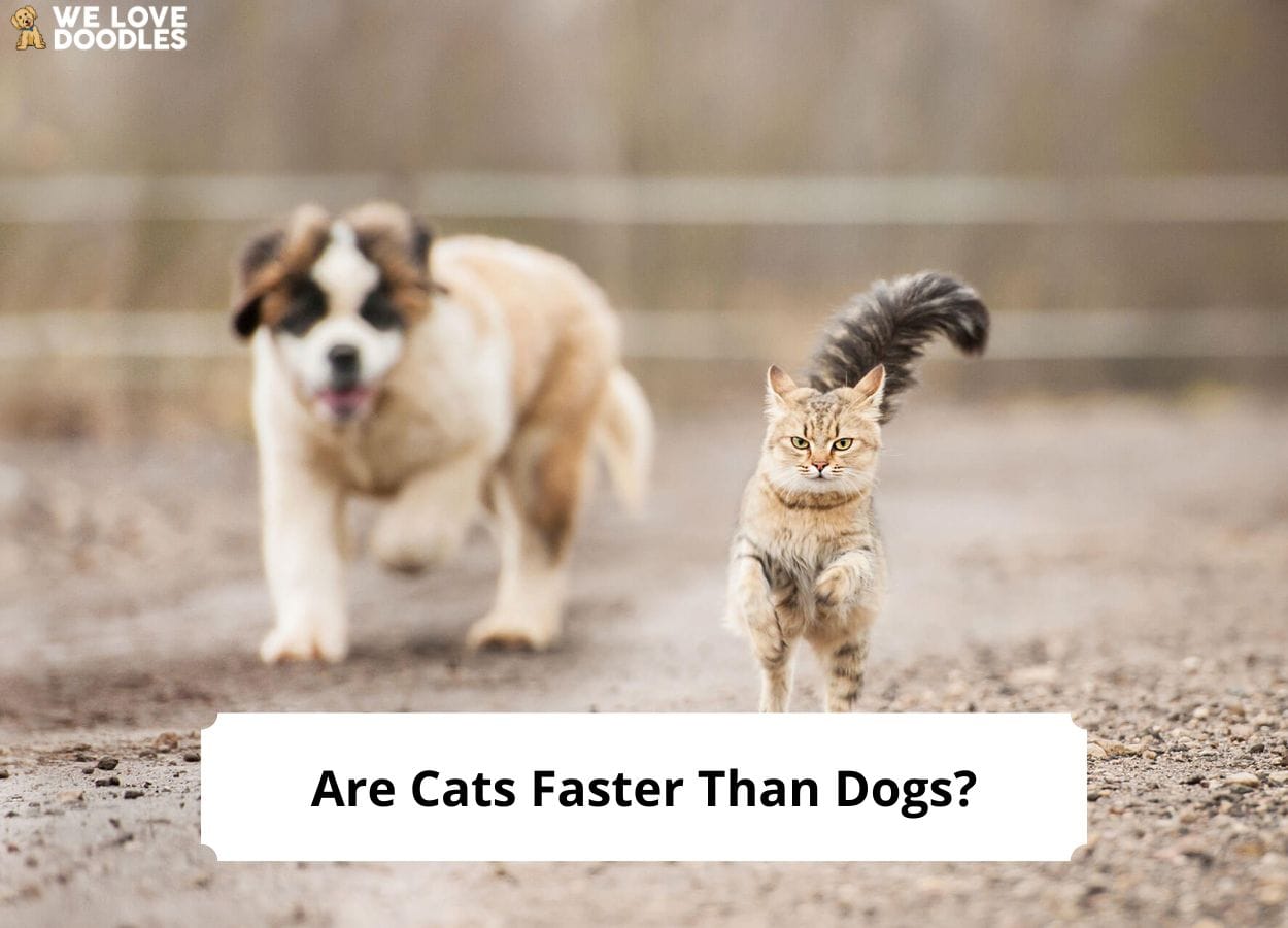 do cats love like dogs