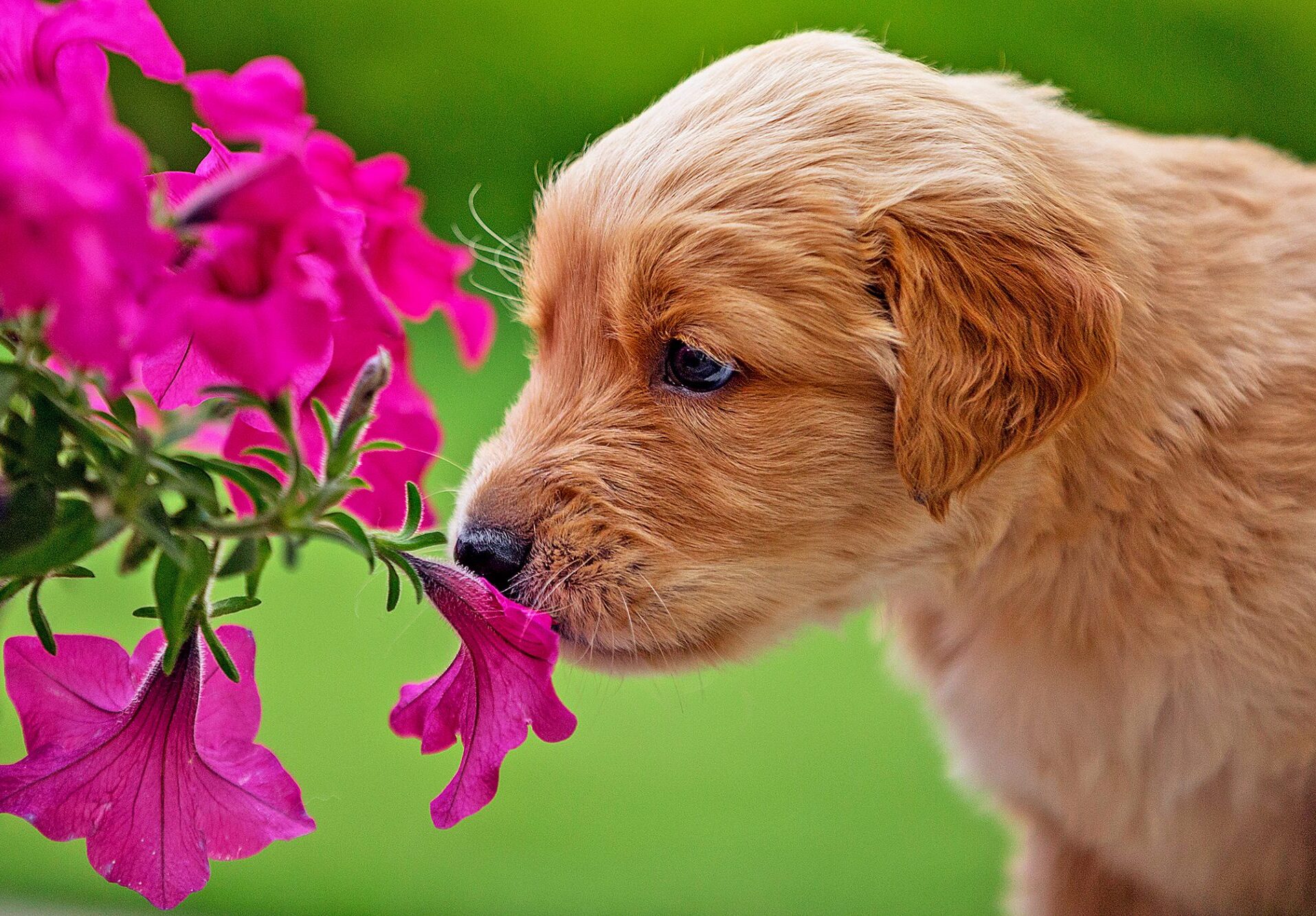 Are Lilacs Poisonous to Dogs? (Safe and Helpful Tips)