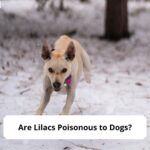 Are-Lilacs-Poisonous-to-Dogs-template