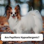 Are-Papillons-Hypoallergenic-template