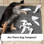 Are-There-Dog-Tampons-Can-You-Put-a-Tampon-on-a-Dog-template