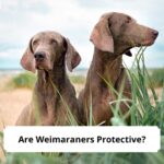 Are-Weimaraners-Protective-template