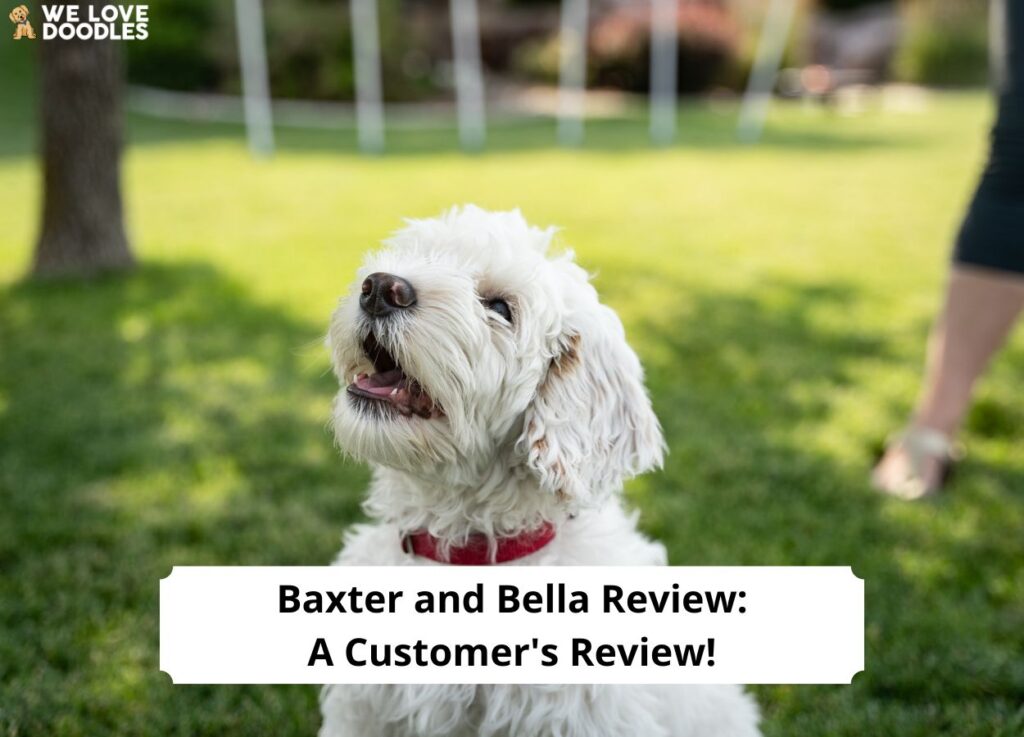 Baxter-and-Bella-Review-A-Customers-Review-template