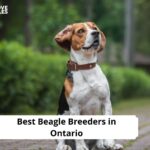 Beagle Breeders in Ontario