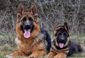 Berger-Allemand-ViaDei-German-Shepherd