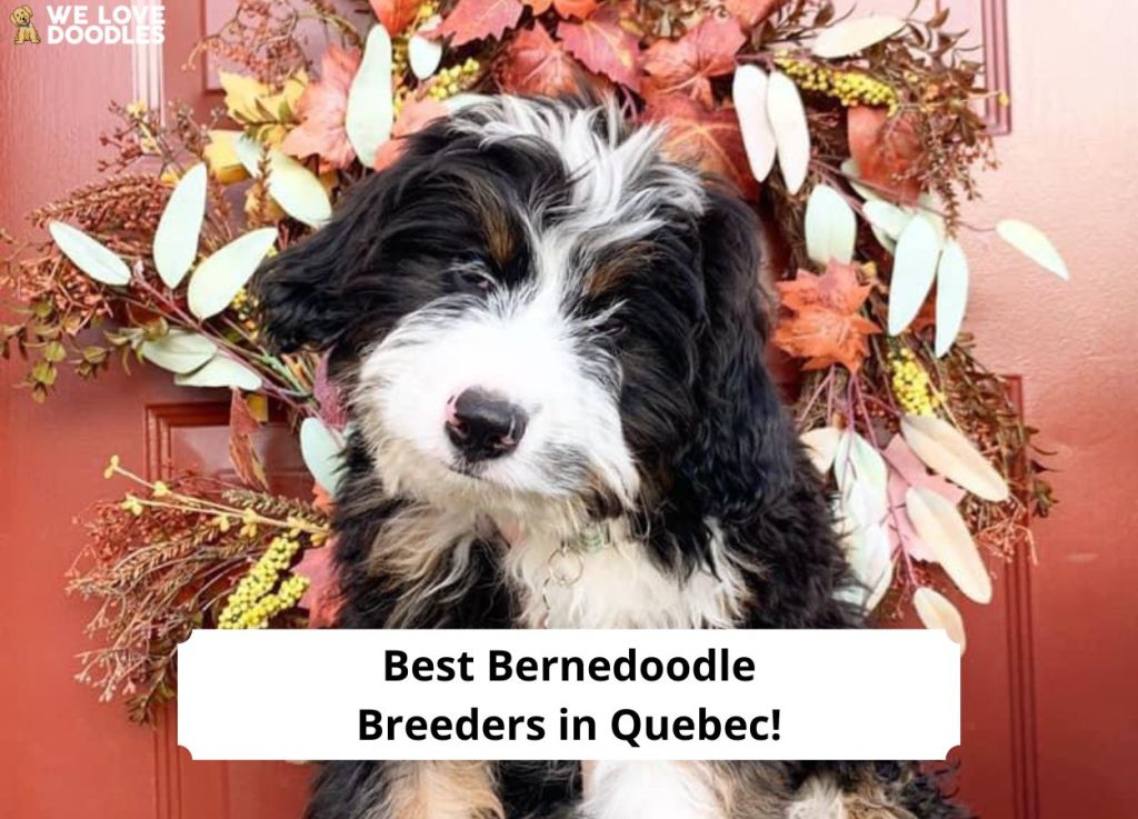 Best-Bernedoodle-Breeders-in-Quebec-template