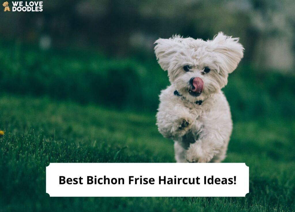 Best-Bichon-Frise-Haircut-Ideas-template