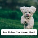 Best-Bichon-Frise-Haircut-Ideas-template